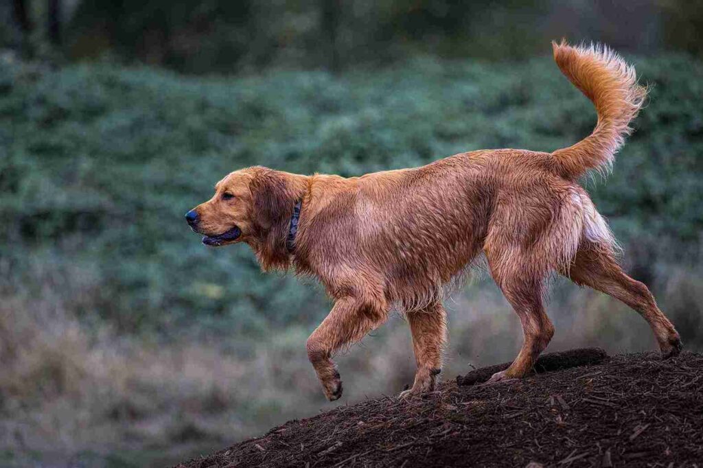 Reddish golden retriever