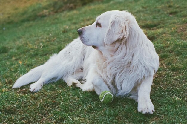 white golden retriever size