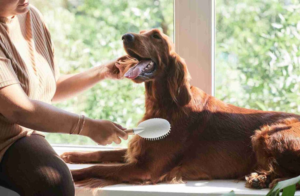 how to take care of Red Golden retriever