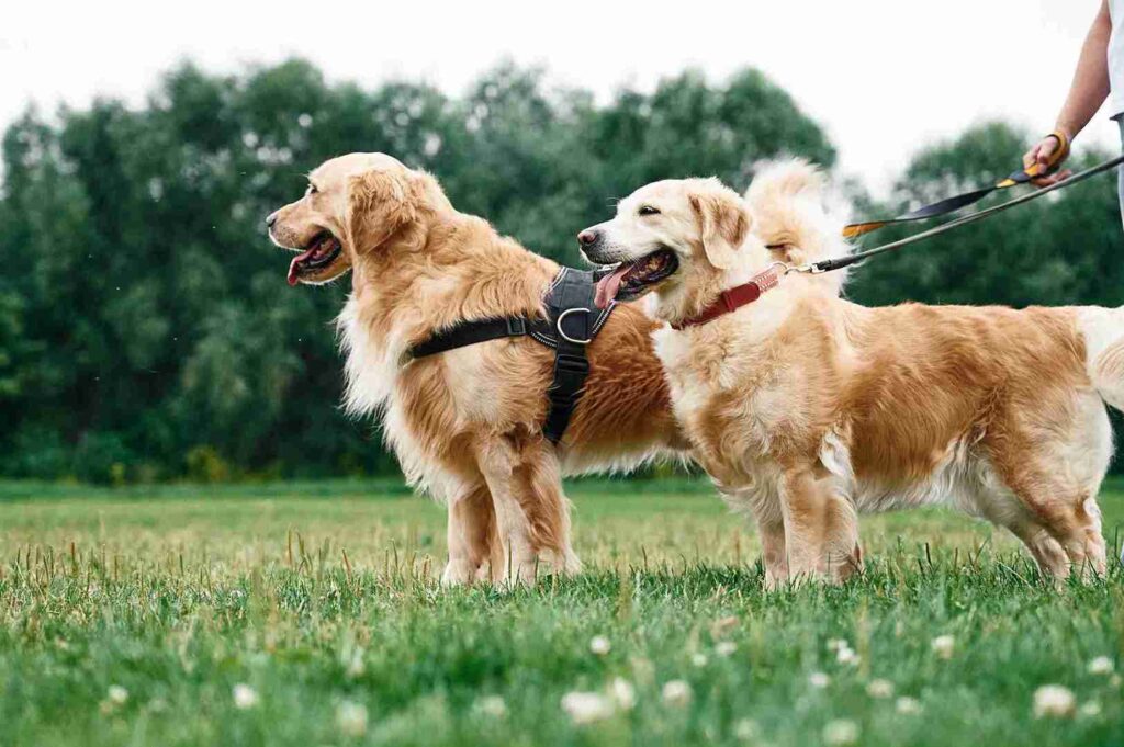 red golden retriever training