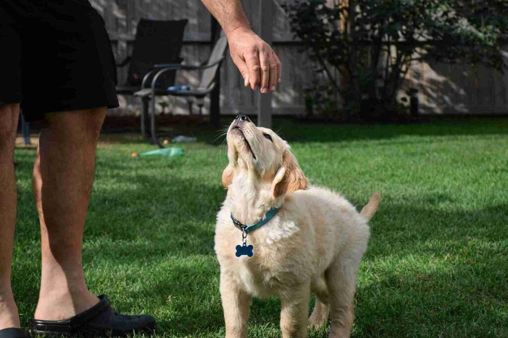 how to take care of baby golden retriever