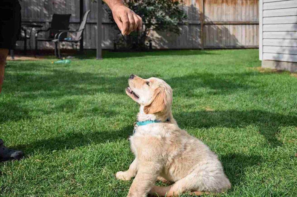 training of baby golden retriever