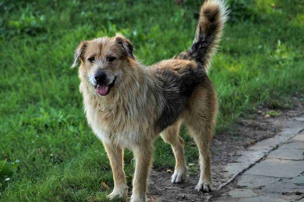 german shepherd golden retriever mix