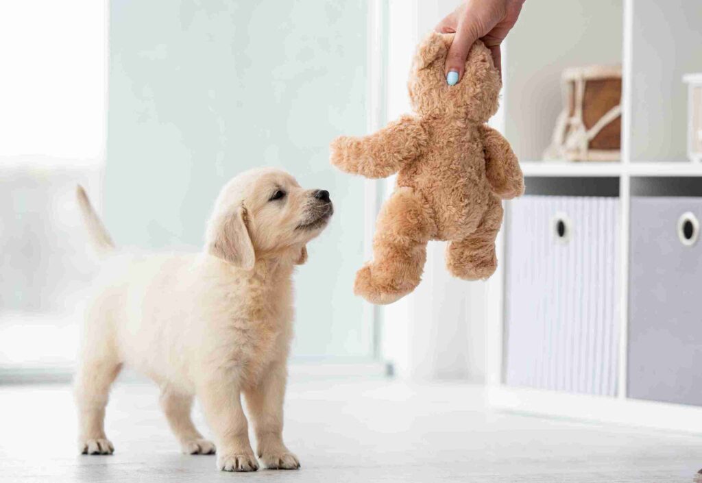 how to take care of baby golden retriever